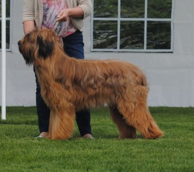 Yankee winning Best Junior Male at the Belgium Club Show at just 12 months old